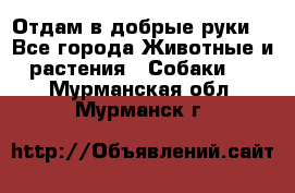 Отдам в добрые руки  - Все города Животные и растения » Собаки   . Мурманская обл.,Мурманск г.